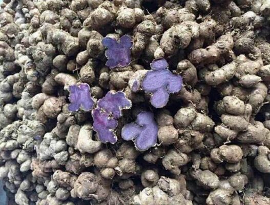 Cách ngâm gừng đen với mật ong