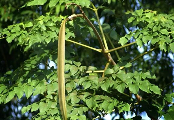 Quả núc nác đặc sản vùng Tây Bắc