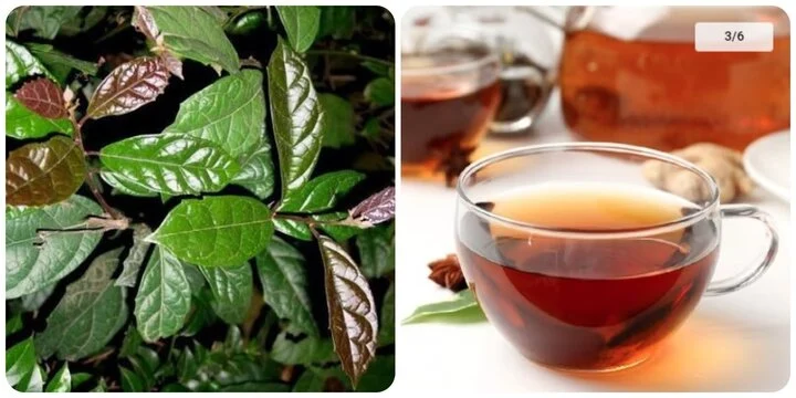 Cây xạ đen với bệnh nhân ung thư