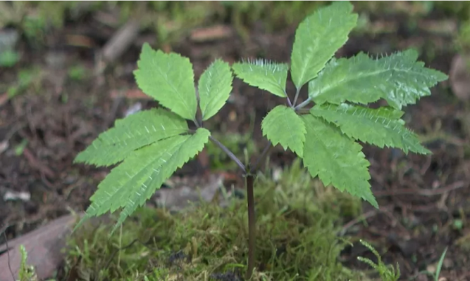 Sâm Lai Châu có tốt không
