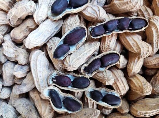 Lạc Đen Tây Bắc có công dụng gì?