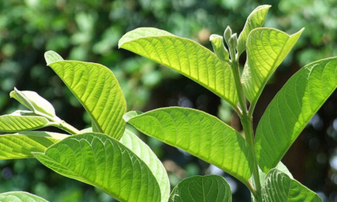 Trà lá ổi có tác dụng gì. Cách dùng trà lá ổi