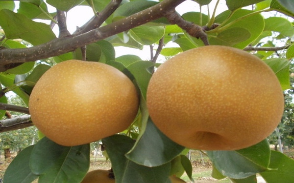 Công dụng tuyệt vời của quả mắc cọp