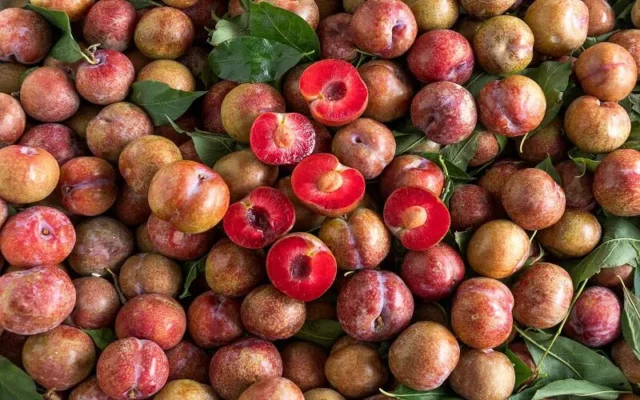 Công dụng chữa bệnh của quả mận