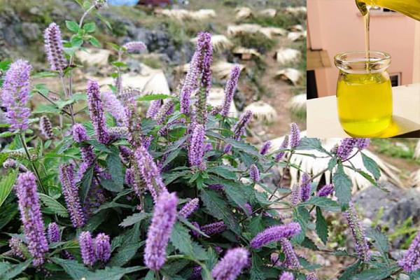 Tìm hiểu về cây bạc hà Hà Giang