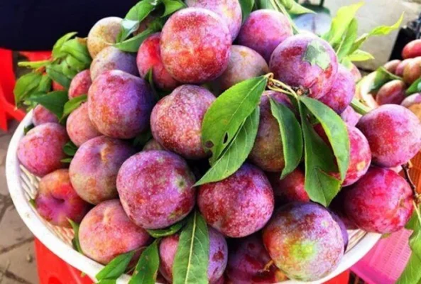 Ăn mận có tác dụng gì