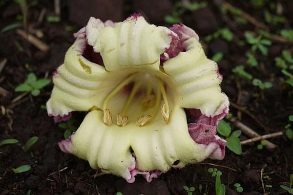 Hoa núc nác có ăn được không?