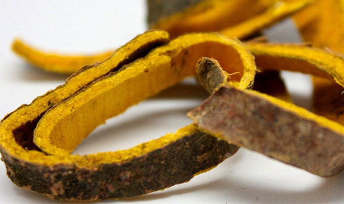 Vỏ cây núc nác chữa bệnh gì