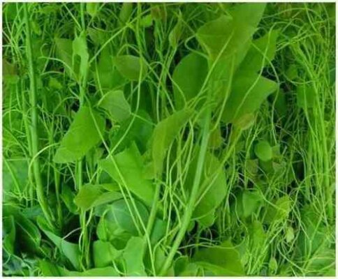 Nông sản sạch Tây Bắc