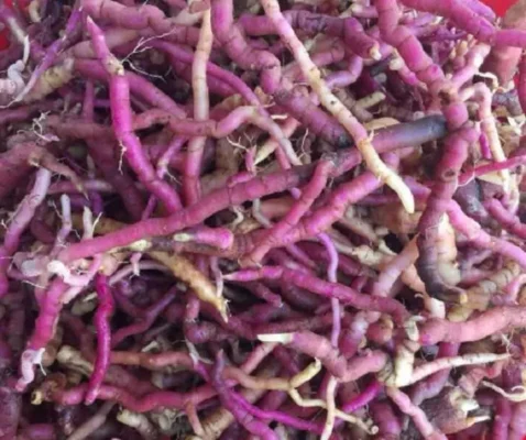 Công dụng của rượu ba kích là gì