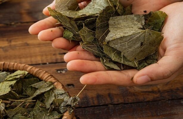 Cách dùng dâm dương hoắc trị bệnh