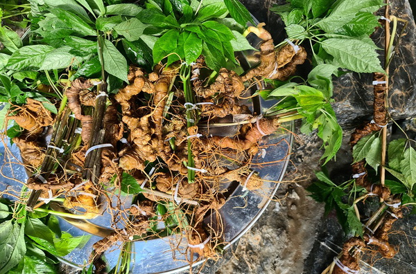 Sâm Lai Châu giá bán như thế nào