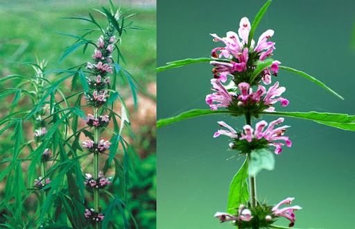 Lợi ích và lưu ý khi sử dụng cao ích mẫu