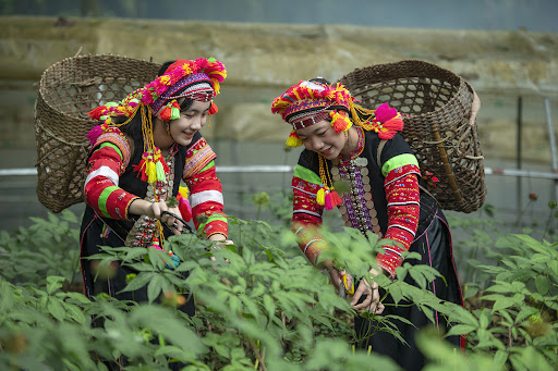 Sâm rừng Lai Châu thàn dược dưới tán rừng Tây Bắc