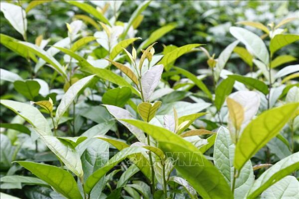 Công dụng của lá xạ đen là gì