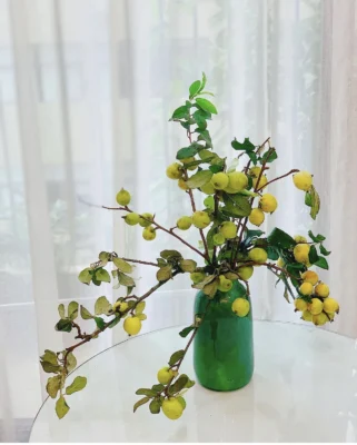 Thơm ngát mùa táo mèo nơi núi rừng Yên Bái