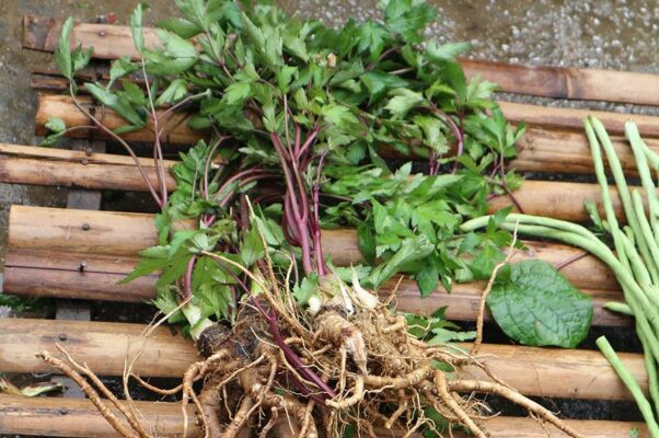 Lá Sâm Đương quy có tác dụng gì