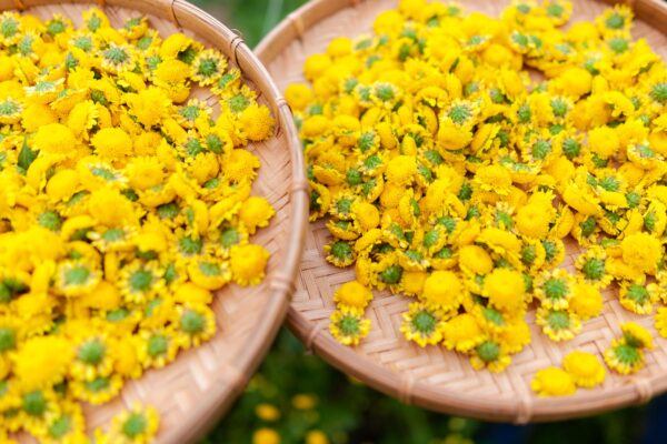 01 số lợi ích của trà hoa cúc