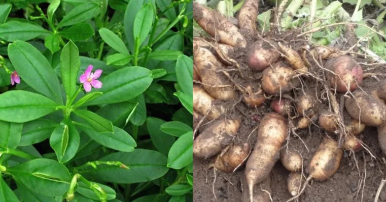 Cây sâm đất lợi ích và lưu ý khi sử dụng