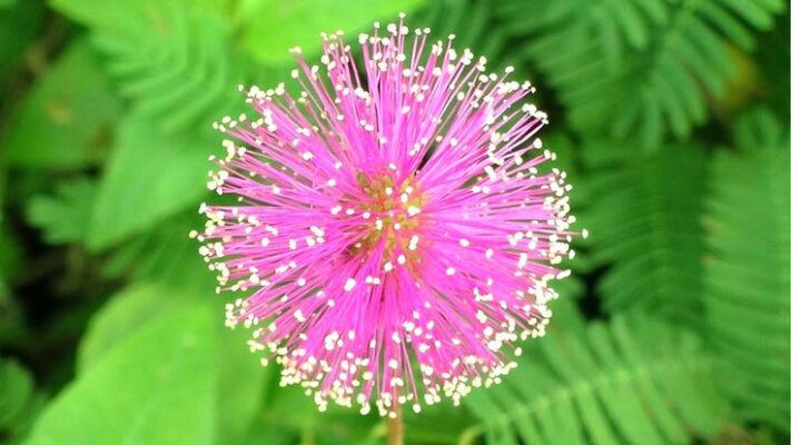 Tác dụng của cây hoa trinh nữ là gì