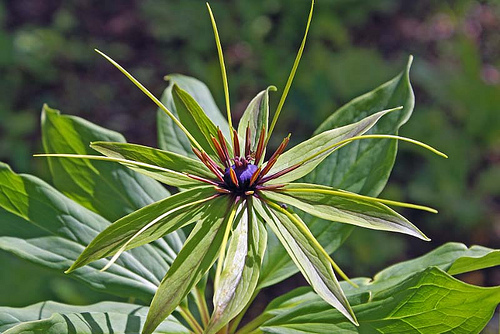 Công dụng của Thất diệp nhất chi hoa