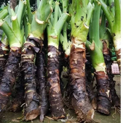 Công dụng của củ ráy rừng Tây Bắc