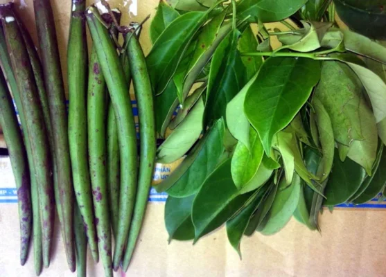 Rau rừng Tây Bắc