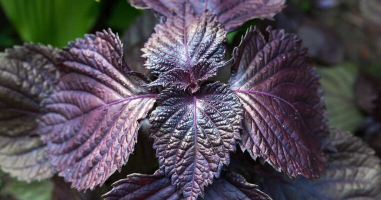 01 số lợi ích của lá tía tô với da