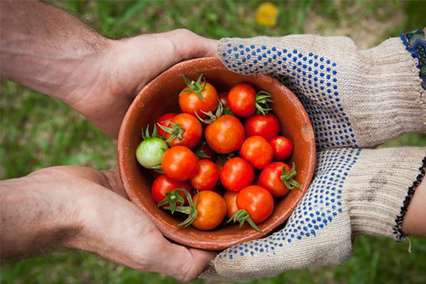 Các loại thực phẩm giàu collagen tự nhiên