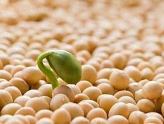 Cách ủ mầm đậu nành đơn giản