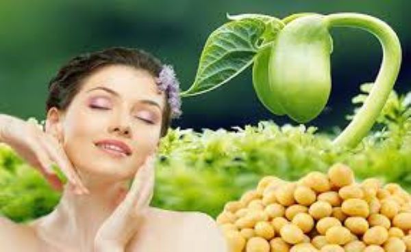 Cách ủ mầm đậu nành đơn giản
