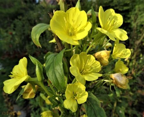 Công dụng của hoa Anh Thảo