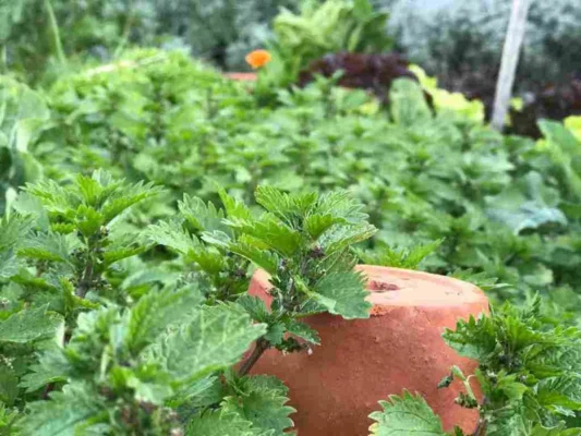 Cách dùng củ gai như thế nào?