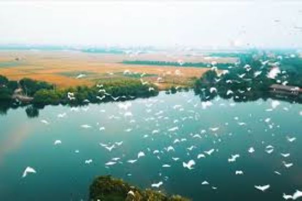 Đảo Cò Chi Lăng Nam