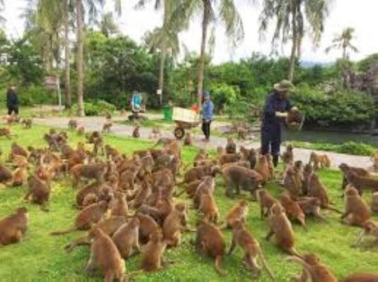 Đảo khỉ Nha Trang