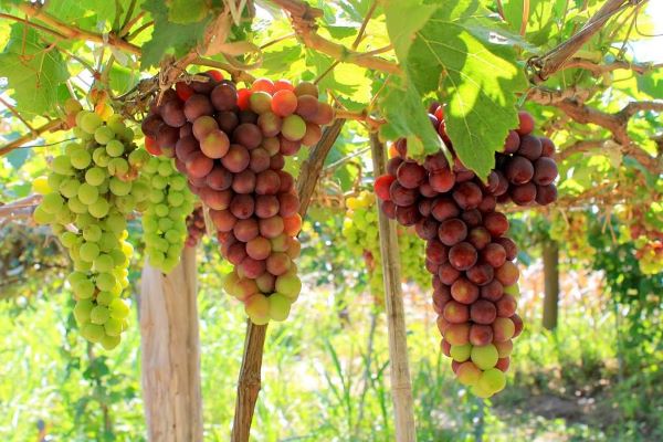 Du lịch Hưng Yên