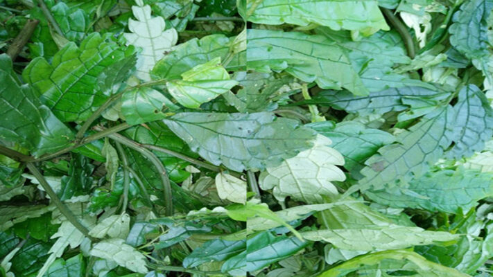 Lá rau đắng dùng được cho bà bầu không