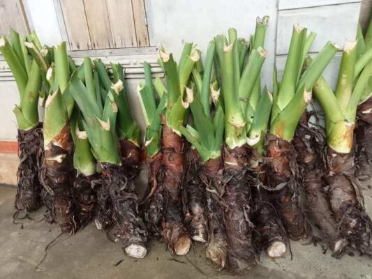 Củ ráy rừng có tác dụng chữa bệnh gì?