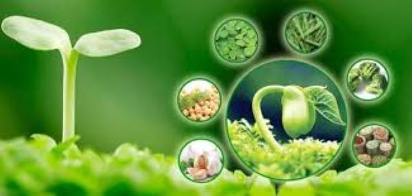 Sử dụng mầm đậu nành giảm cân