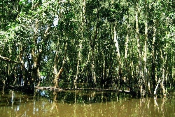 Trải nghiệm ở rừng U Minh Hạ