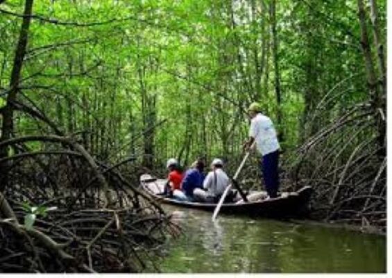 Vườn quốc gia Mũi Cà Mau