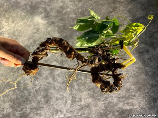 Công dụng của sâm Lai Châu