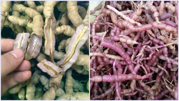 Tác dụng của ba kích là gì