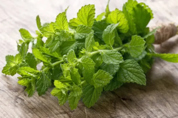 Lợi ích sức khỏe của cây bạc hà