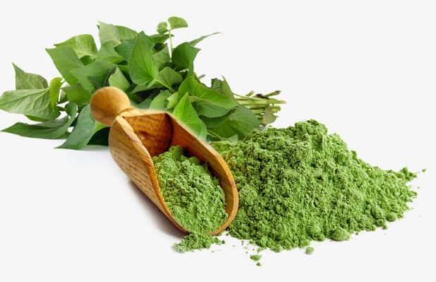 Bột diếp cá sấy lạnh có công dụng gì