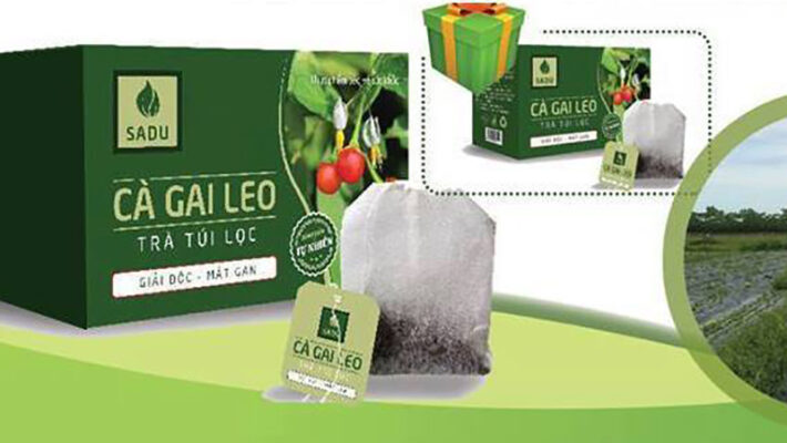 Tìm hiểu về trà cà gai leo túi lọc