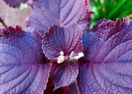 Lá tía tô và những lợi ích sức khỏe