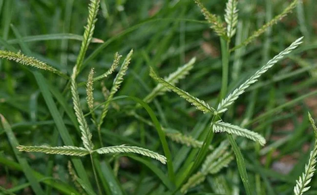 cỏ mần trầu