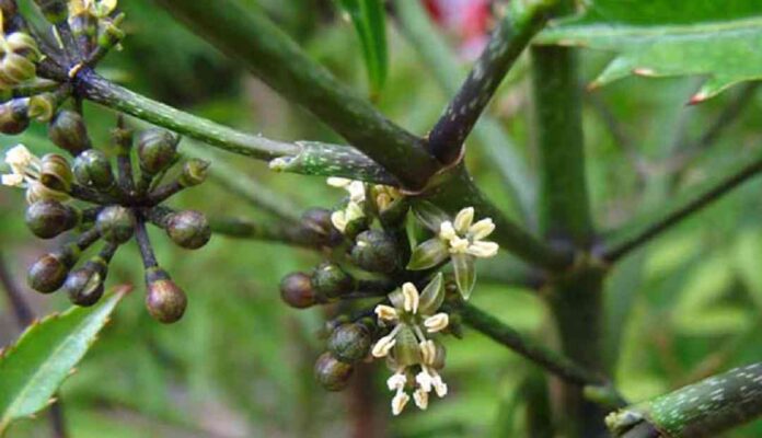 Hoa và quả của cây đinh lăng có công dụng gì