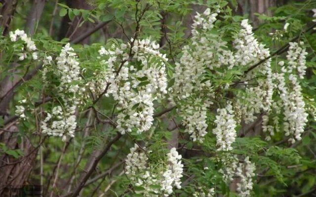 Các bài thuốc chữa bệnh từ hoa hòe